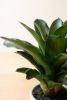 ARTIFICIAL SUCCULENT PLANT IN A CERAMIC POT